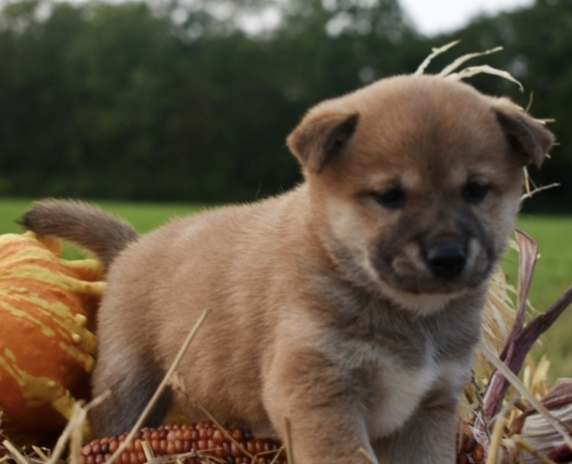 comprar cachorros sanos, baratos y asequibles para la venta